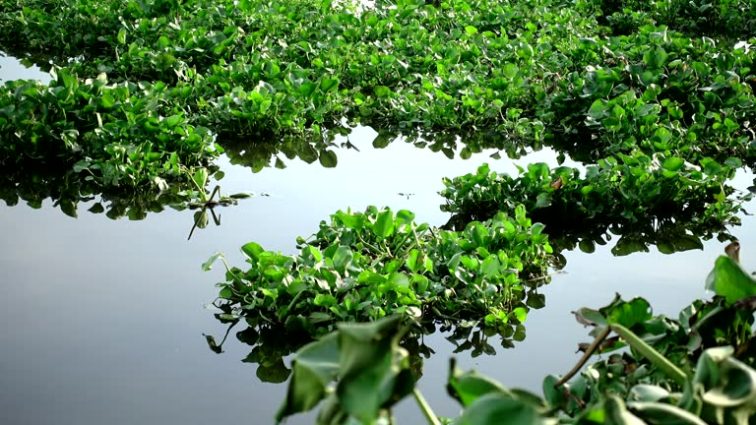 #BERJALAN DENGAN SAGARA-Eceng Gondok: Ancaman Tersembunyi di Perairan 🌊